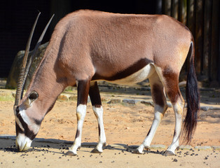 The East African oryx (Oryx beisa), also known as the beisa is a species of antelope from East...