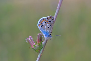 butterfly (Lycaenidae) on a flower