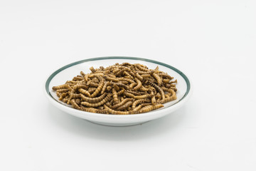 mealworms  crustaceans tenebrio molitor isolated
