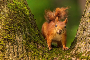 Portrait of a squirrel sitting on a tree.
