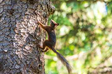 Portrait of a squirrel sitting on a tree.