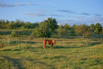brown horse on a green field in the rays of the setting sun