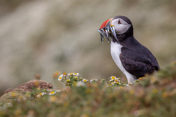 British Puffin Seabird (Fratercula arctica) from Skomer Island, Pembrokeshire, Wales UK