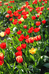 Beautiful bright tulips on a sunny day