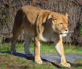 Lion is one of the four big cats in the genus Panthera, and a member of the family Felidae. With...