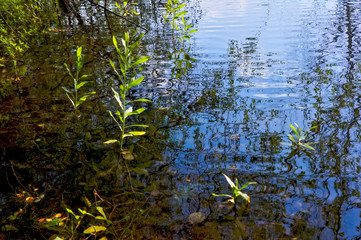 Summer landscape on the shore of a forest lake with clear transparent blue water.