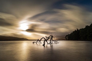 Single tree in lake