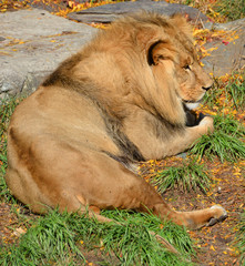 Lion is one of the four big cats in the genus Panthera, and a member of the family Felidae. With...