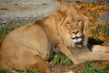 Lion is one of the four big cats in the genus Panthera, and a member of the family Felidae. With...