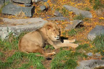Lion is one of the four big cats in the genus Panthera, and a member of the family Felidae. With...