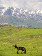 Bay horse at free pasture, foothills of Tien Shan, Kazakhstan
