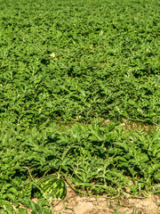Watermelon growing in the field in Brazil