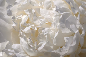 Close-up sunny fluffy white peonies flowers background