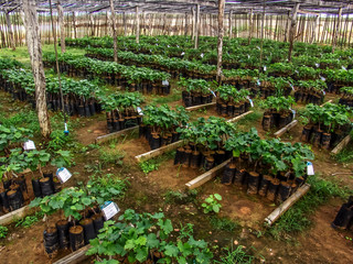 Grape seedlings, special for winemaking, in the Sao Francisco River Valley, in Petrolina, Pernambuco