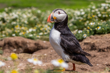 British Puffin Seabird (Fratercula arctica) from Skomer Island, Pembrokeshire, Wales UK