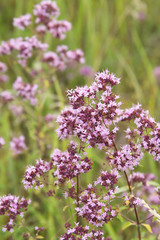 Naklejka premium oregano flowers and grass in the garden