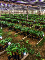 Grape seedlings, special for winemaking, in the Sao Francisco River Valley, in Petrolina, Pernambuco