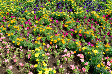 Flowerbed with colorful flowers in the park.