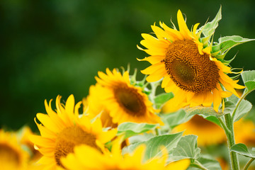 Sunflower field - bright yellow flowers, beautiful summer landscape