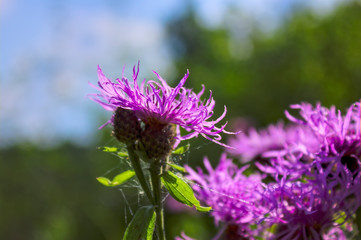 Flower burdock on a blurred background close-up. Bright flower burdock on a blurred background close-up.