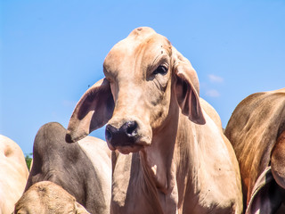 Herd of brahman beef cattle cows on confinement in Brazil