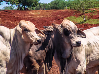 Herd of brahman beef cattle cows on confinement in Brazil