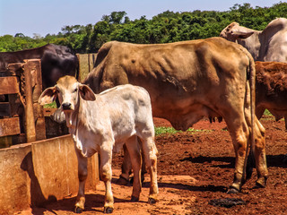 Herd of brahman beef cattle cows on confinement in Brazil