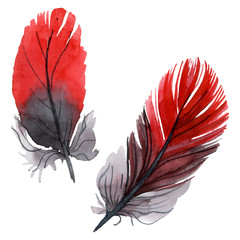 Colorful bird feather from wing isolated. Watercolor background illustration set. Isolated feather illustration element.