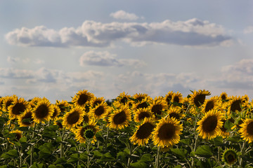 Sunflower field on a summer day against the sky with clouds