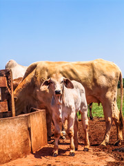 Herd of brahman beef cattle cows on confinement in Brazil