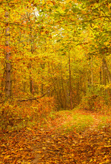 Obraz premium Ładna jesienna scena w lesie