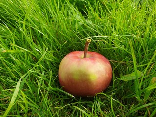Fresh red apple. Juicy Apple