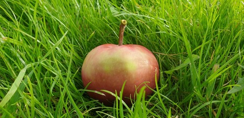 Fresh red apple. Juicy Apple