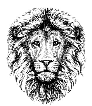 Lion. Sketchy, graphical, black and white  portrait of a lion's head on a white background.