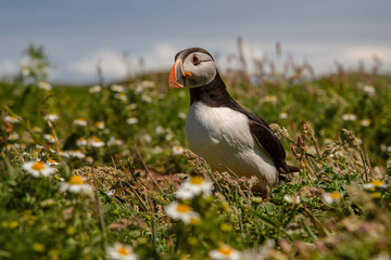 British Puffin Seabird (Fratercula arctica) from Skomer Island, Pembrokeshire, Wales UK