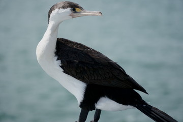 Phalacrocoracidae cormorant