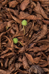 Dry autumn leaves orange and brown colors. Close-up. Background. dry leaves texture on ground