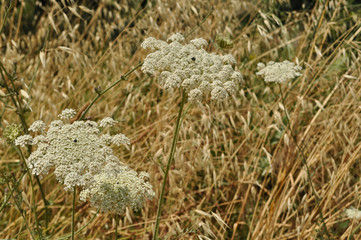 Dry meadow flowers Ammi Visnaga on a hot summer day