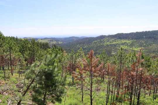 Custer State Park In South Dakota