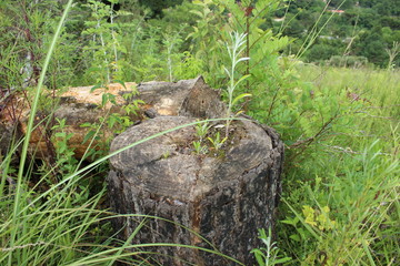 Obraz premium stump in the forest