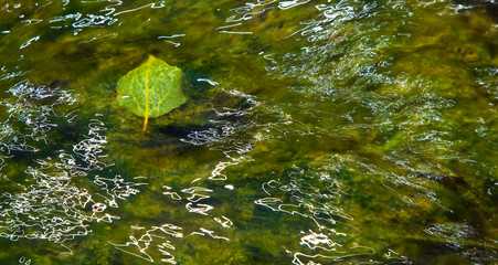 Chopo, Río Abión, Monumento Natural La Fuentona,  Soria, Castilla y León, España