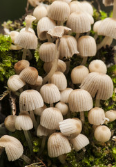 Coprinus disseminatus orange brown fungus growing on decaying wood