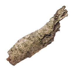 Piece of bark with lichen isolated white background