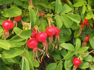 Red fruit and green leaves of wild rose. Medicinal plant.