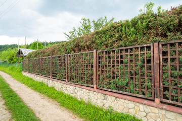 metal fence with green thujas along the fence, green rest, walking along the road