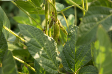 Agricultural soybean flower and pods plantation background on sunny day. Green growing soybeans against sunlight.