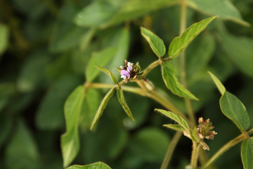 Naklejka premium Agricultural soybean flower and pods plantation background on sunny day. Green growing soybeans against sunlight.