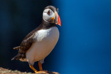 British Puffin Seabird (Fratercula arctica) from Skomer Island, Pembrokeshire, Wales UK