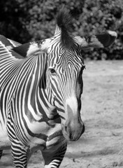 Burchell's zebra is a southern subspecies of the plains zebra. It is named after the British...