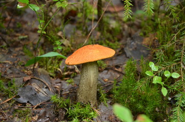 Orange-cap boletus, 